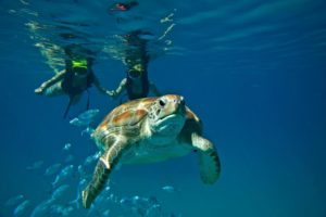 Swim with Turtles Akumal