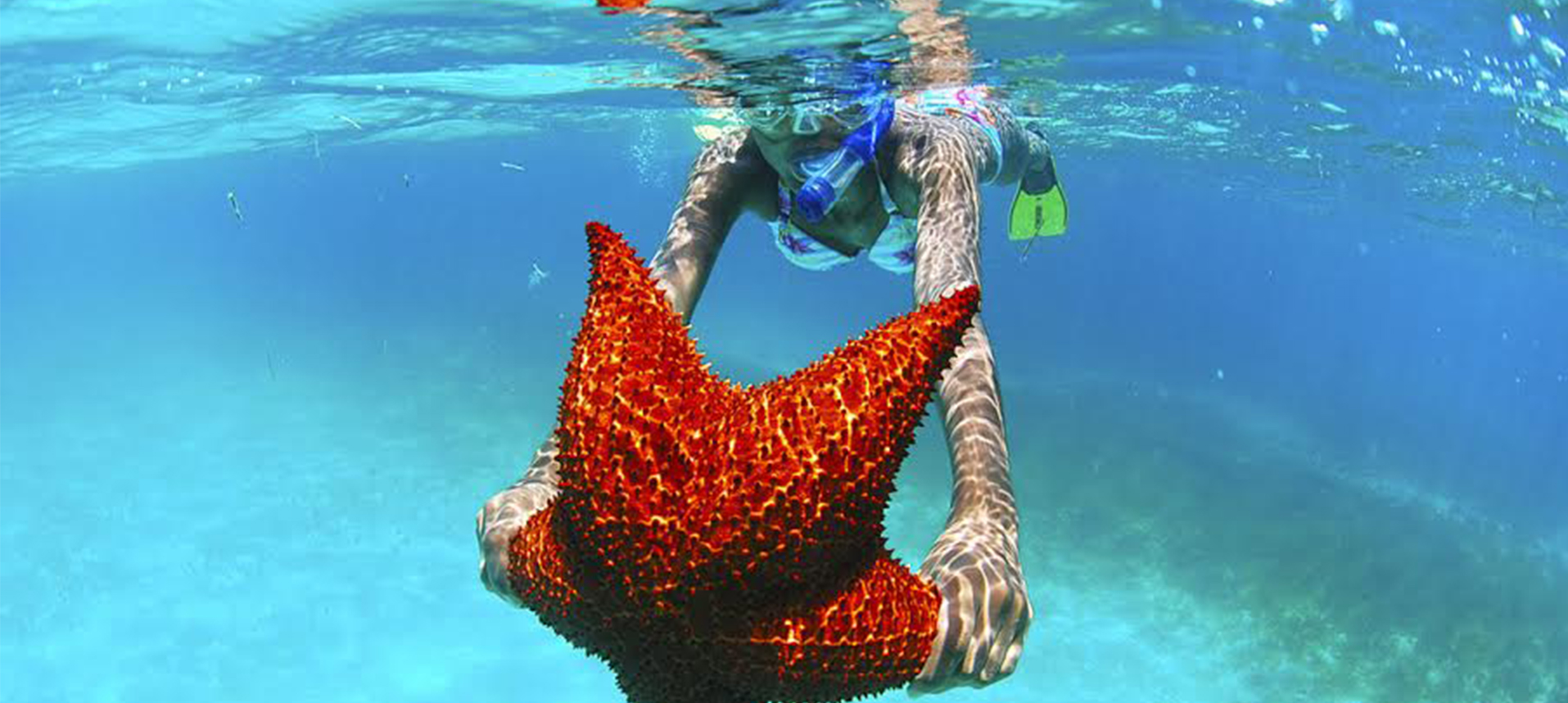 Starfish snorkel Saona Island Dominican Republic